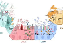 microorganisms 11 00344 g001