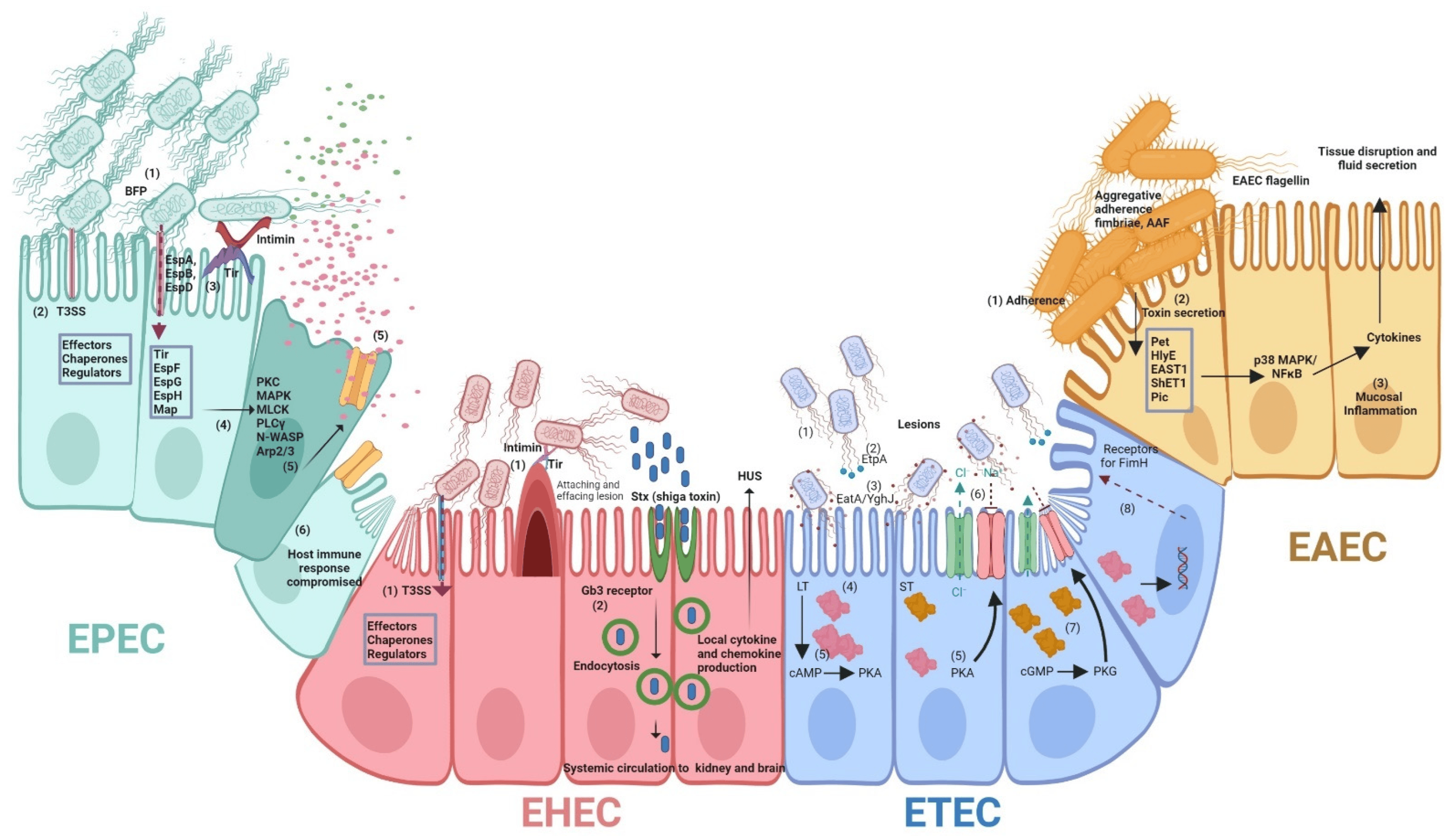 microorganisms 11 00344 g001