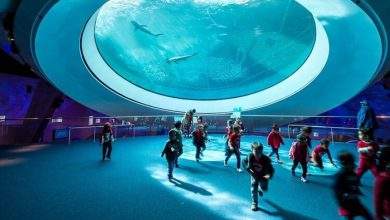 The Ultimate Guide to Plan the Perfect Group Trip for Kids in Miami
