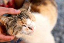 cat boarding 1