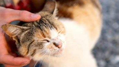cat boarding 1