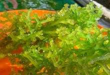 How Sea Moss Gel Can Boost Your Daily Health Routine