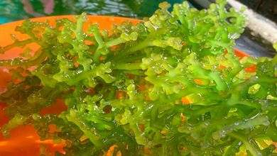 How Sea Moss Gel Can Boost Your Daily Health Routine