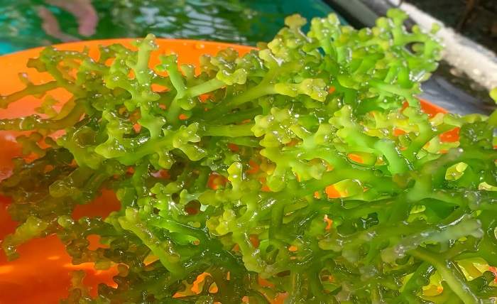 How Sea Moss Gel Can Boost Your Daily Health Routine